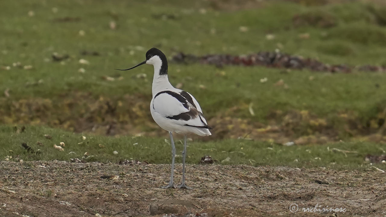 Pied avocet