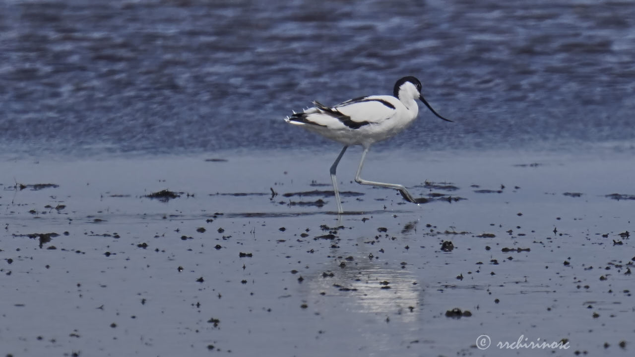 Pied avocet