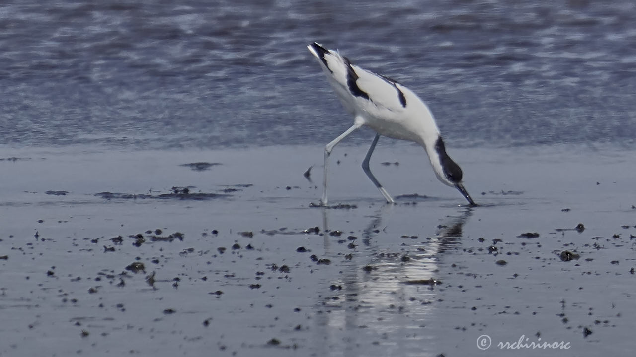 Pied avocet