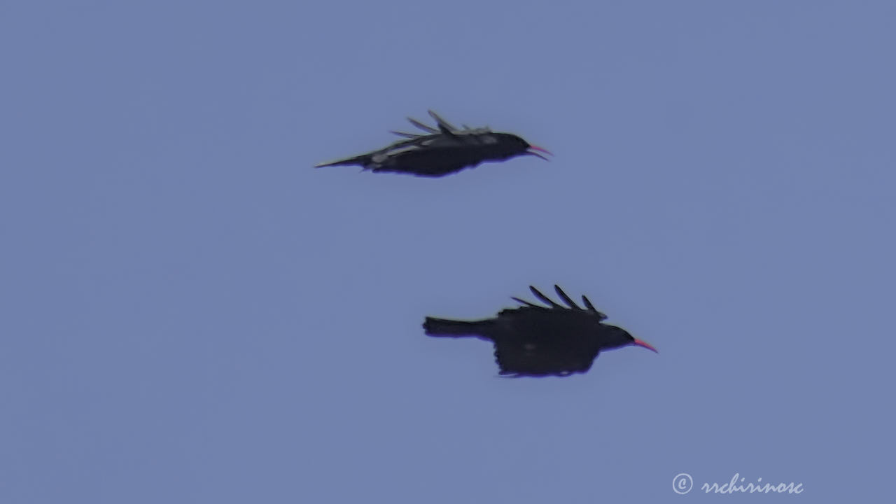 Red-billed chough