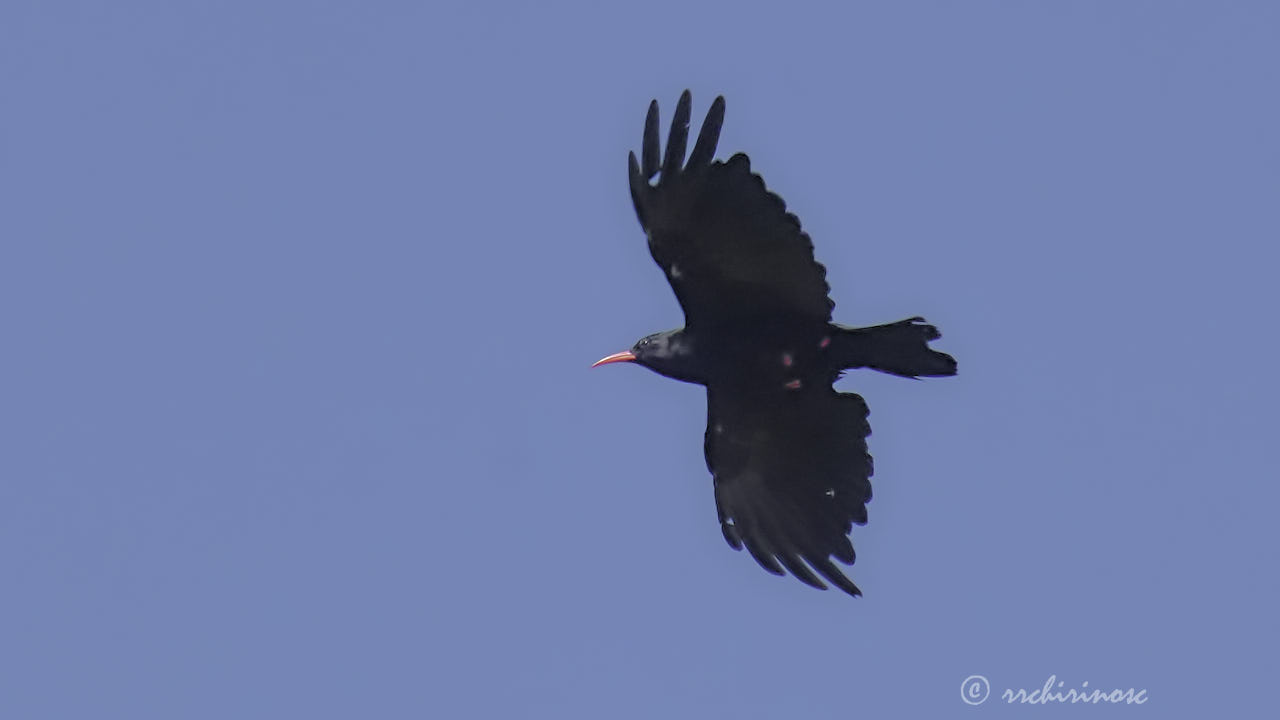 Red-billed chough