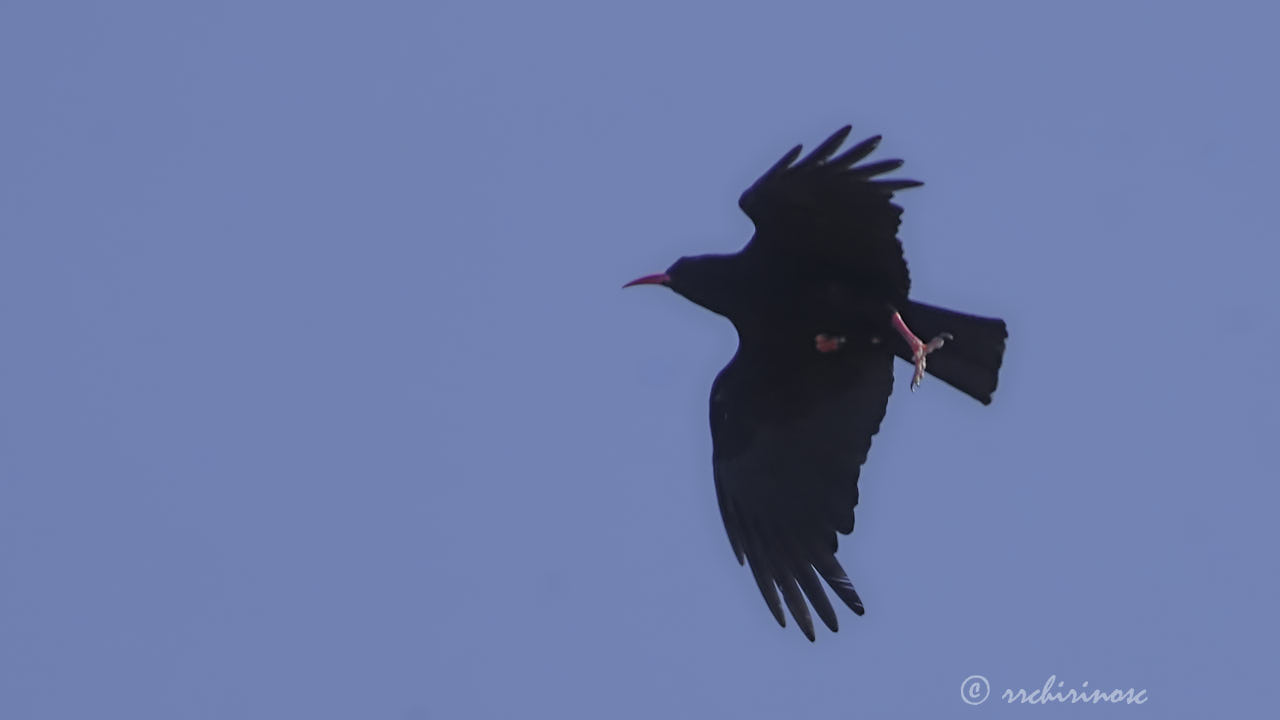 Red-billed chough