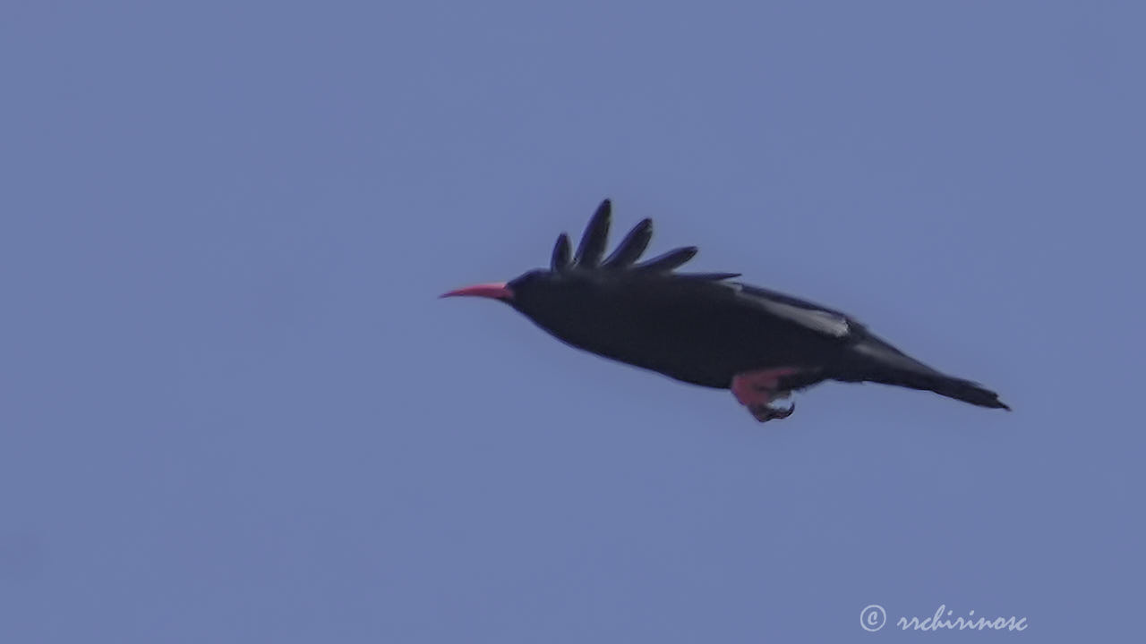 Red-billed chough