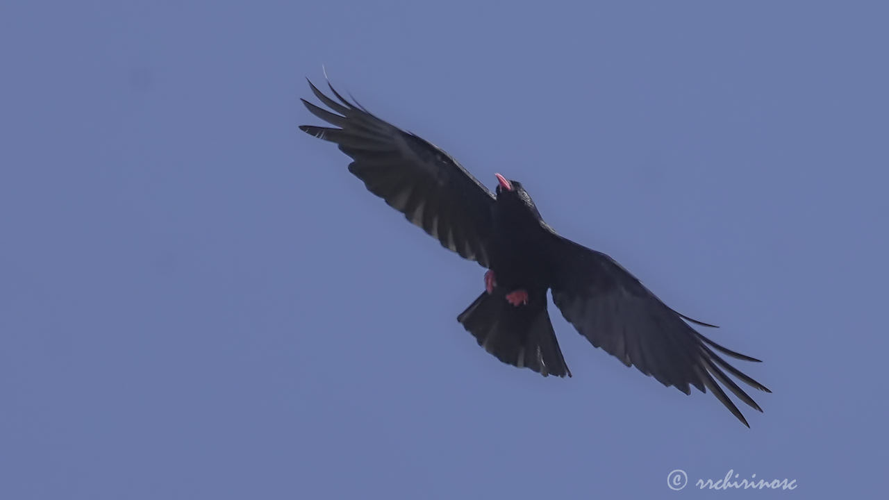 Red-billed chough