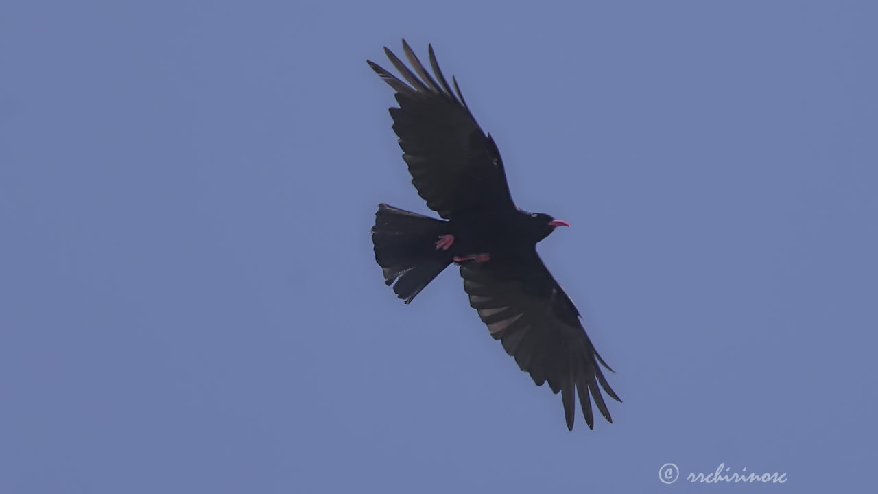 Red-billed chough