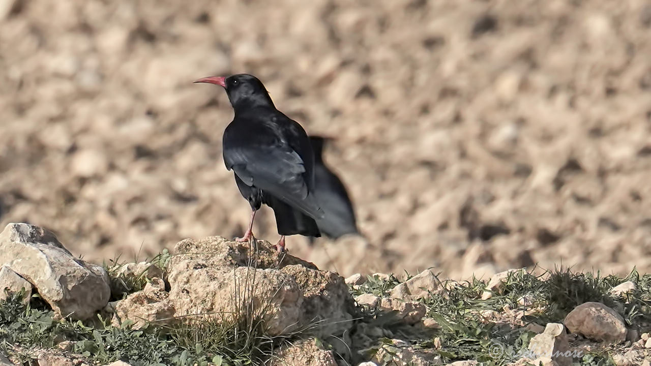 Red-billed chough