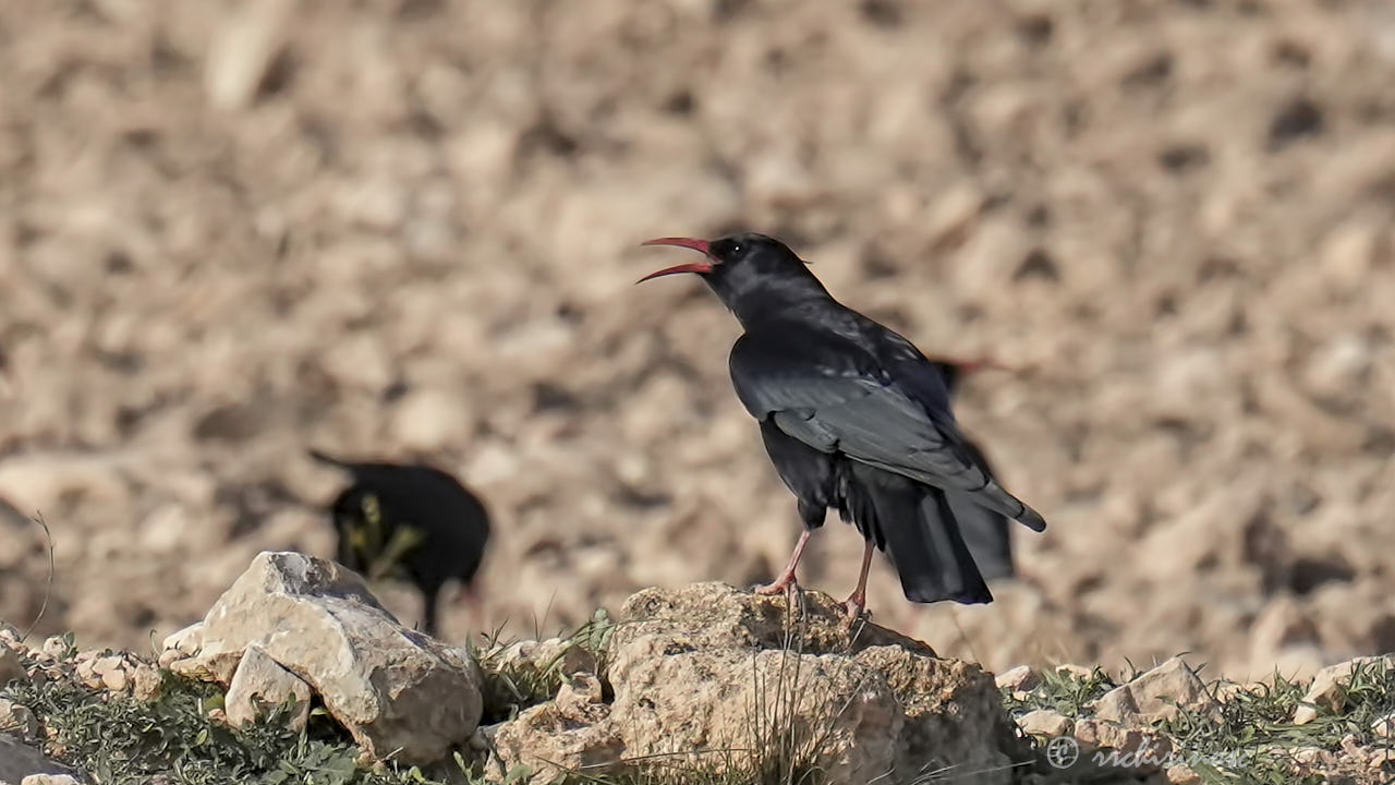 Red-billed chough