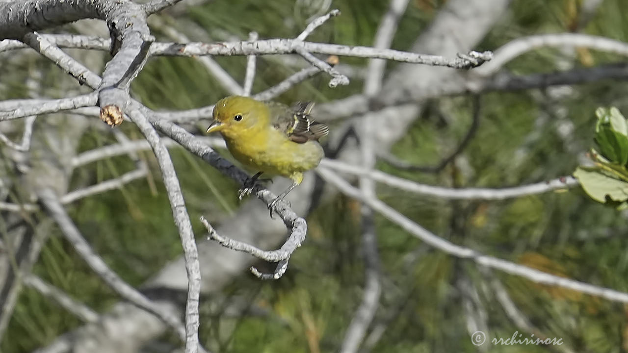 Western tanager