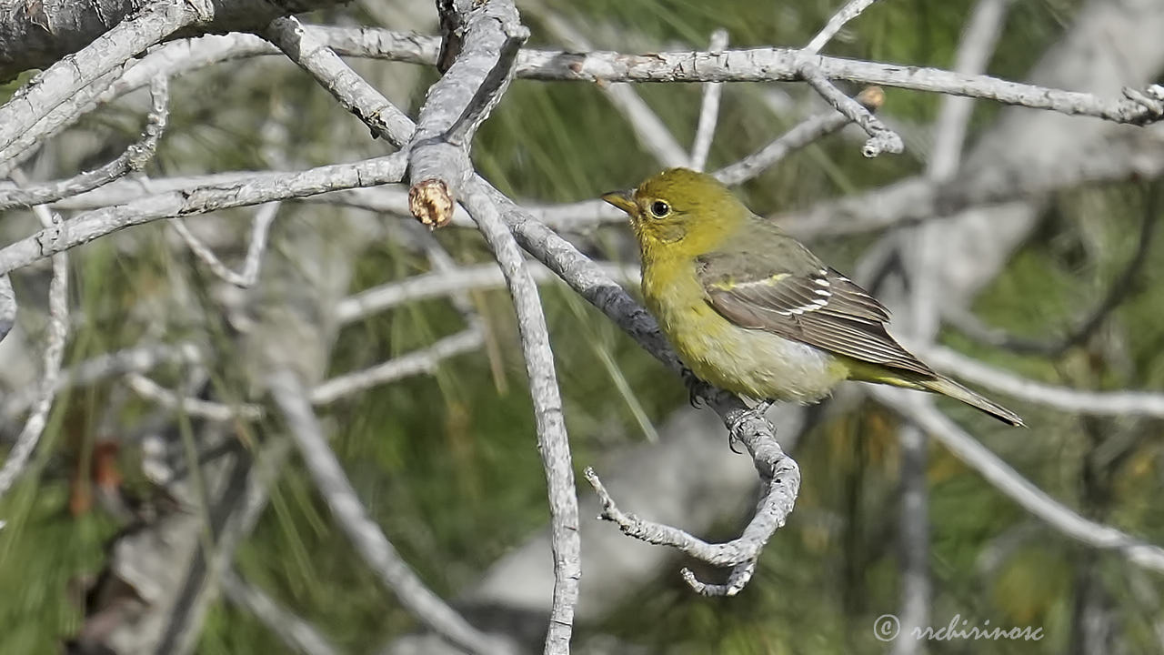 Western tanager