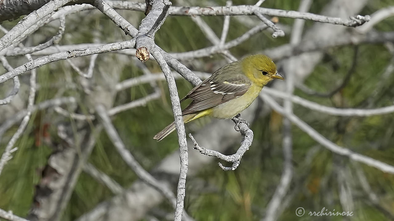 Western tanager