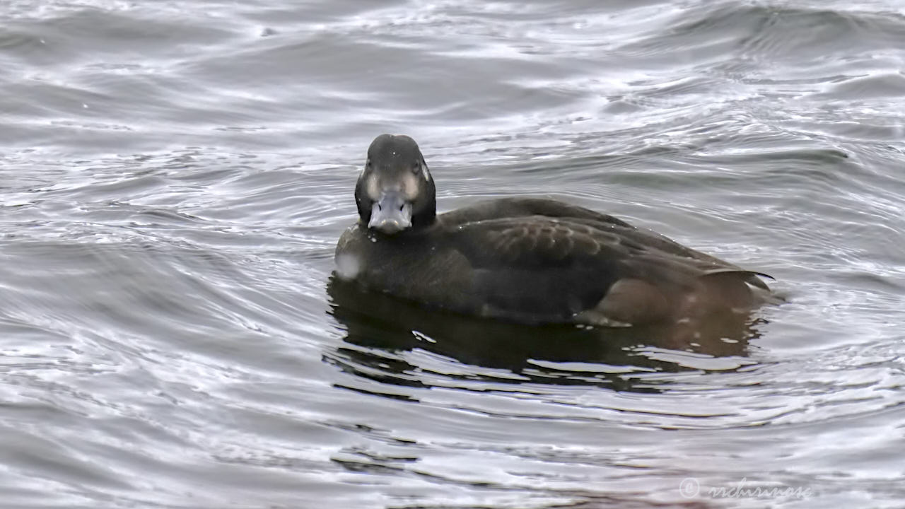 Velvet scoter