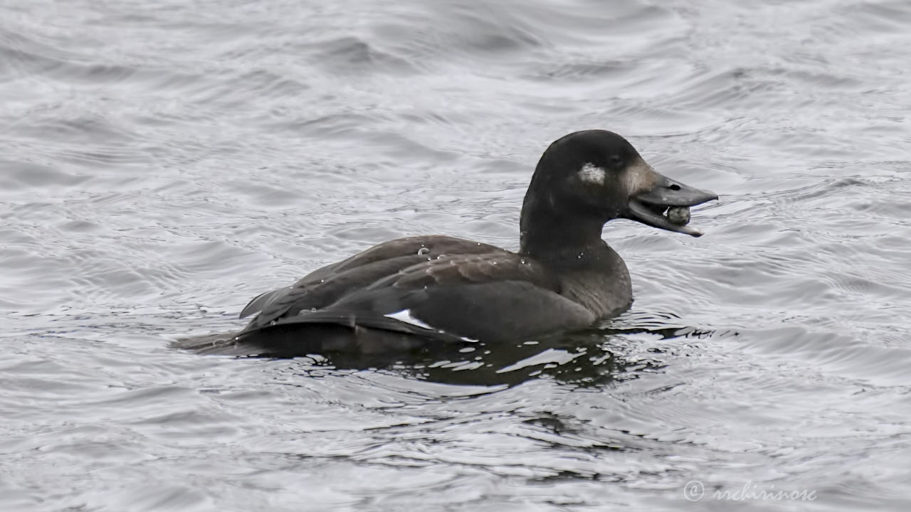 Velvet scoter