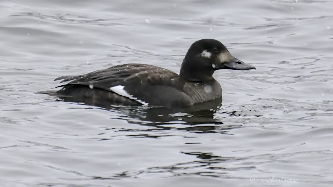 Velvet scoter