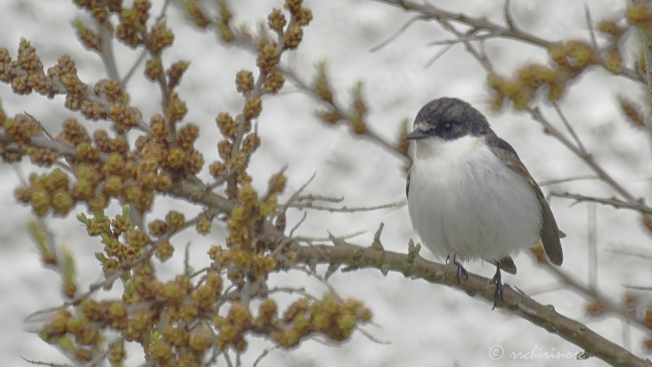 European pied flycatcher