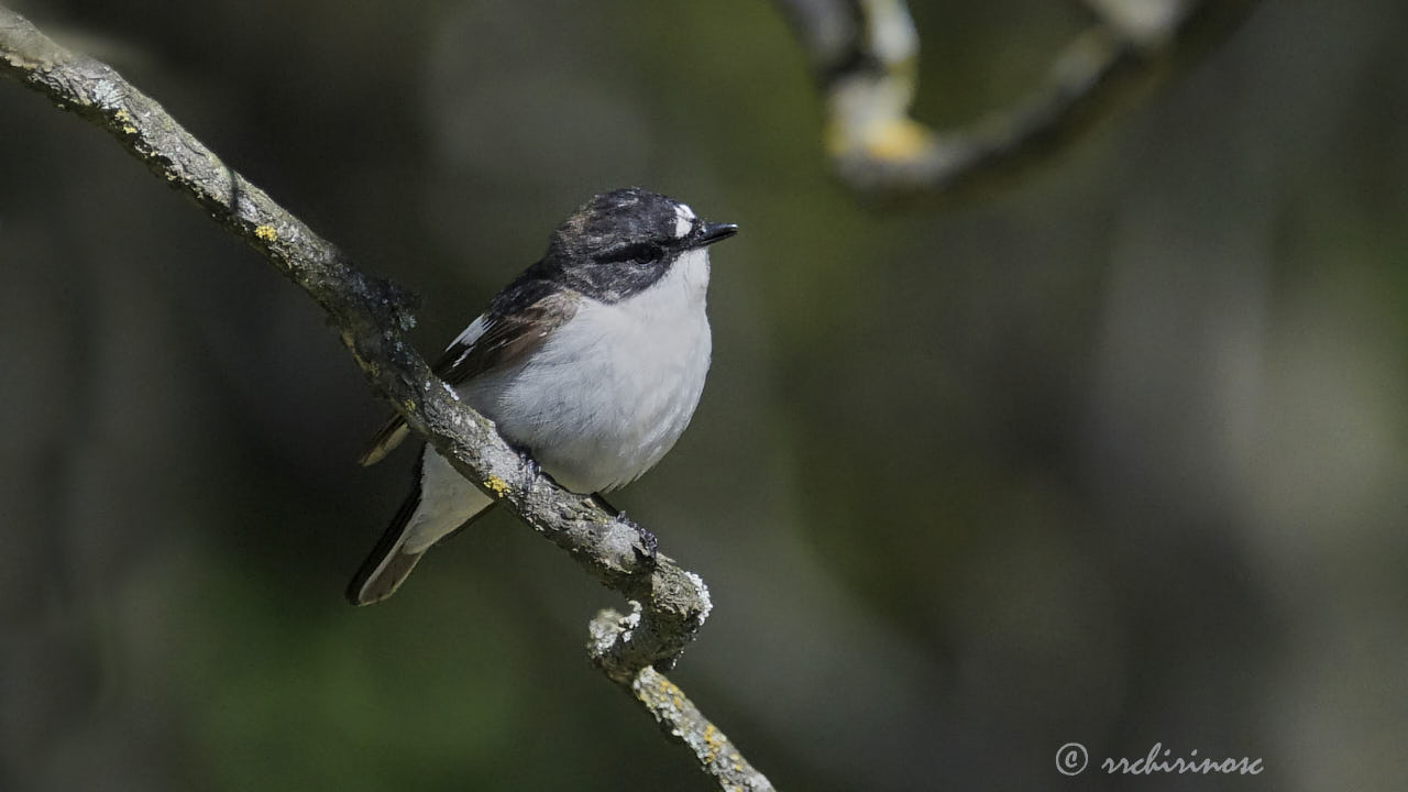 European pied flycatcher