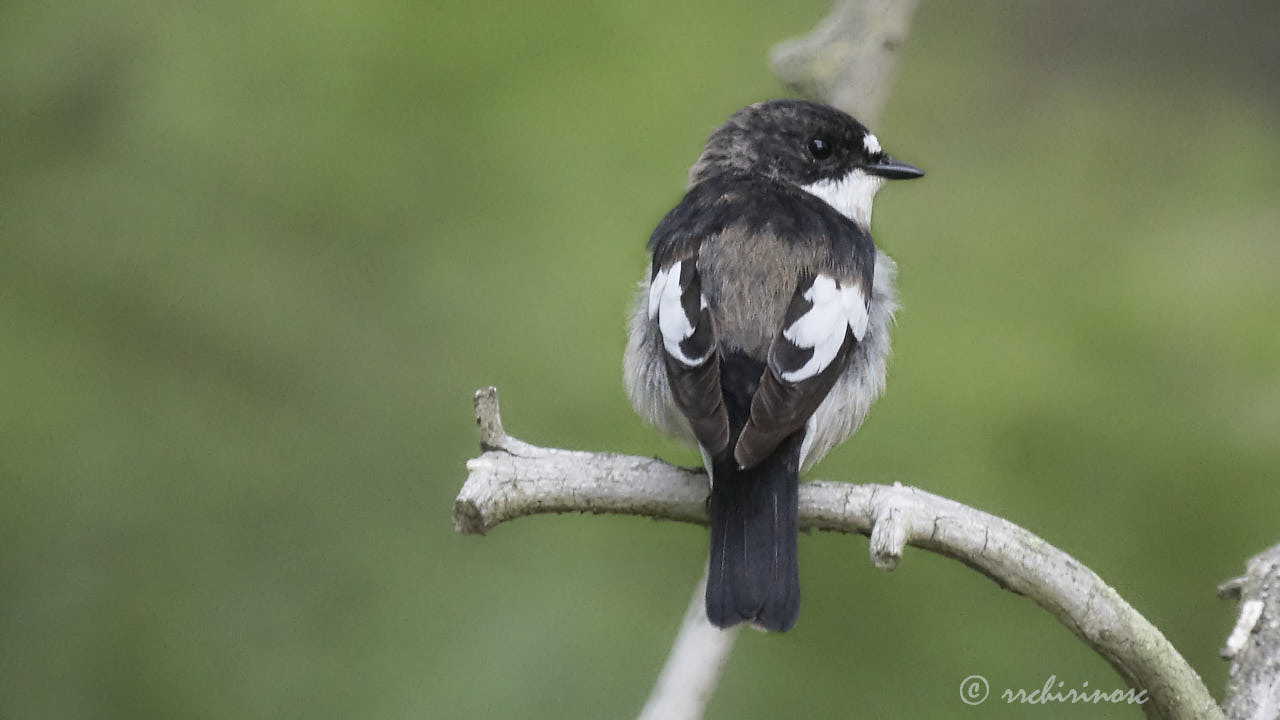 European pied flycatcher