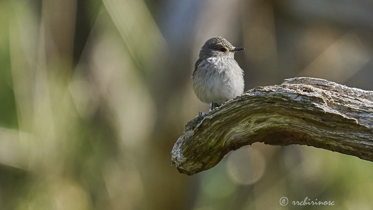 European pied flycatcher