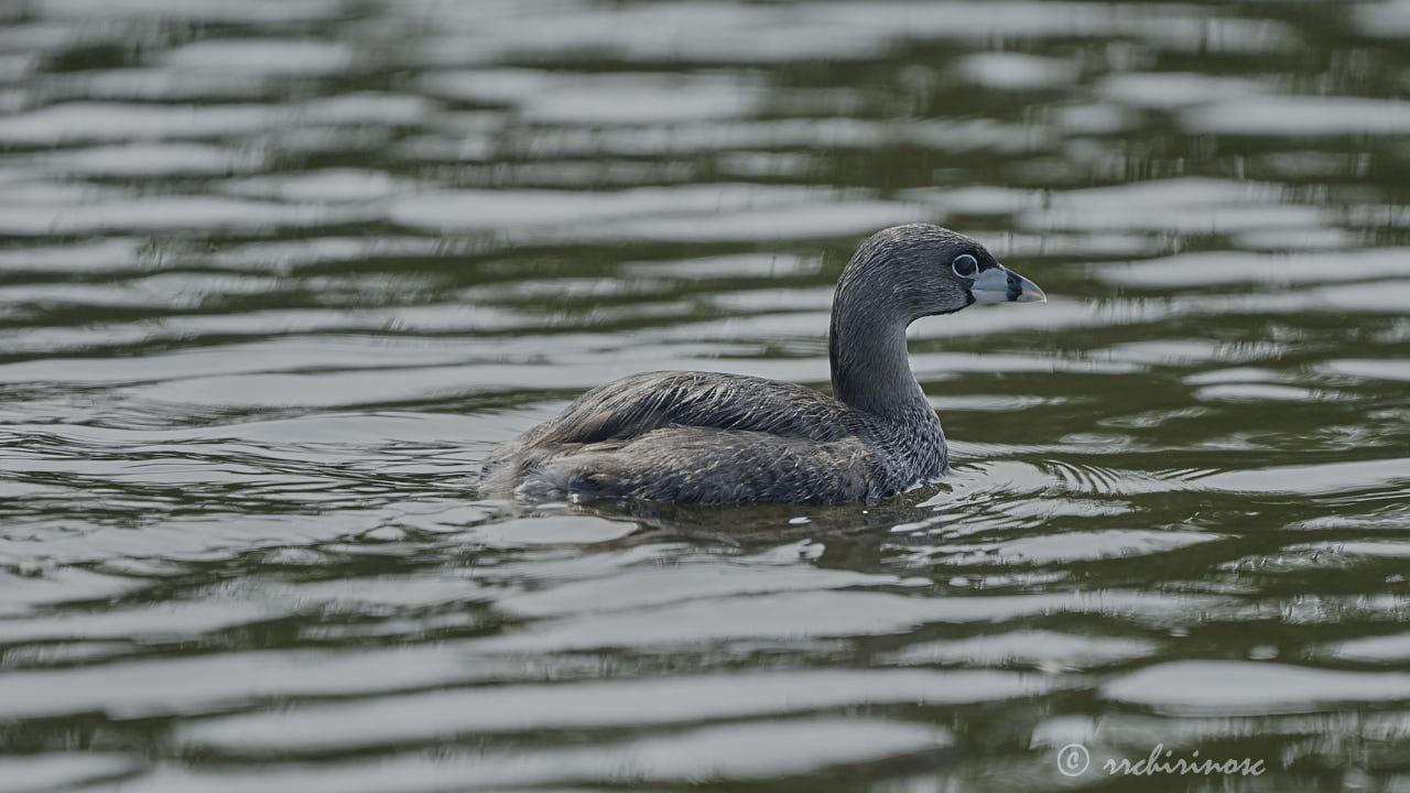 Pied-billed grebe