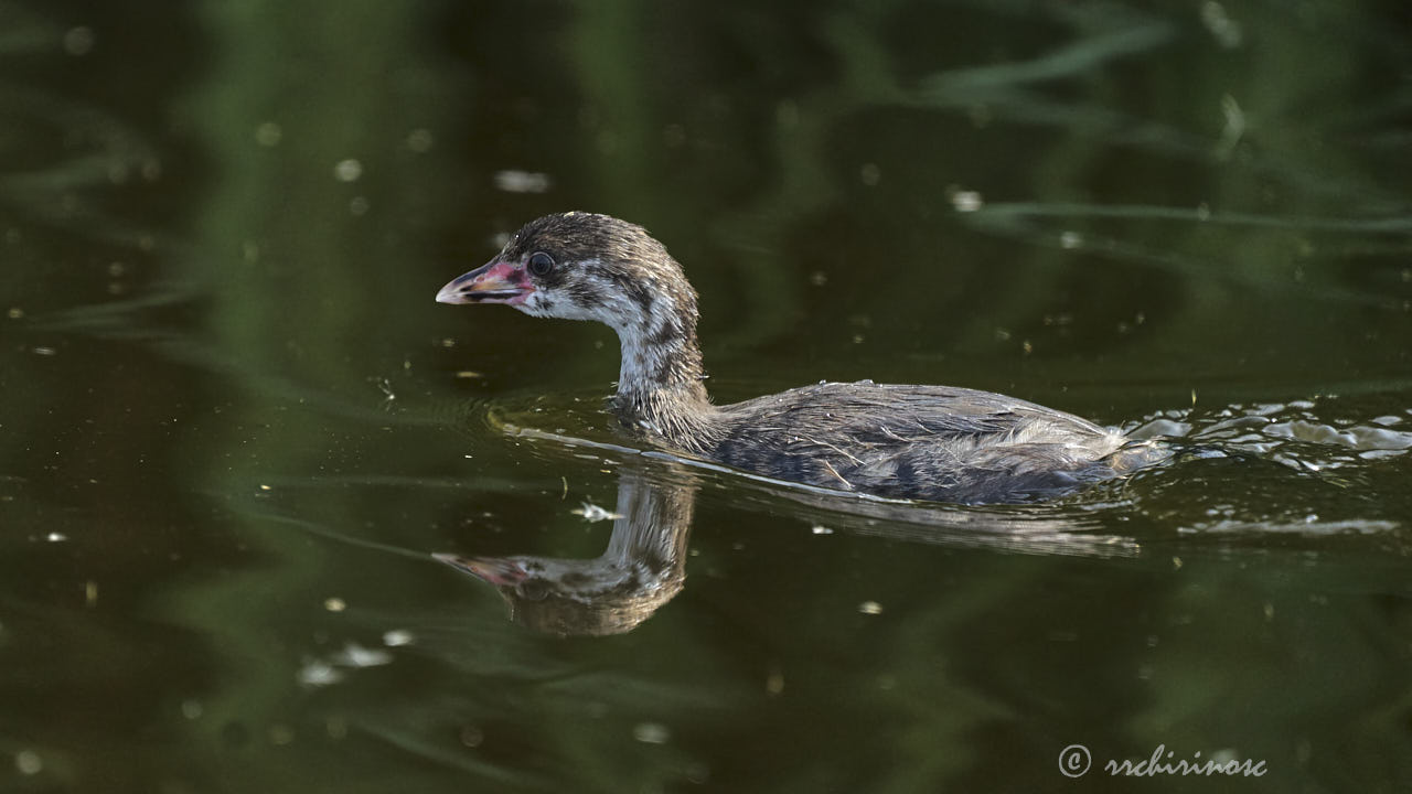 Pied-billed grebe