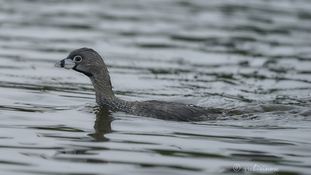 Pied-billed grebe