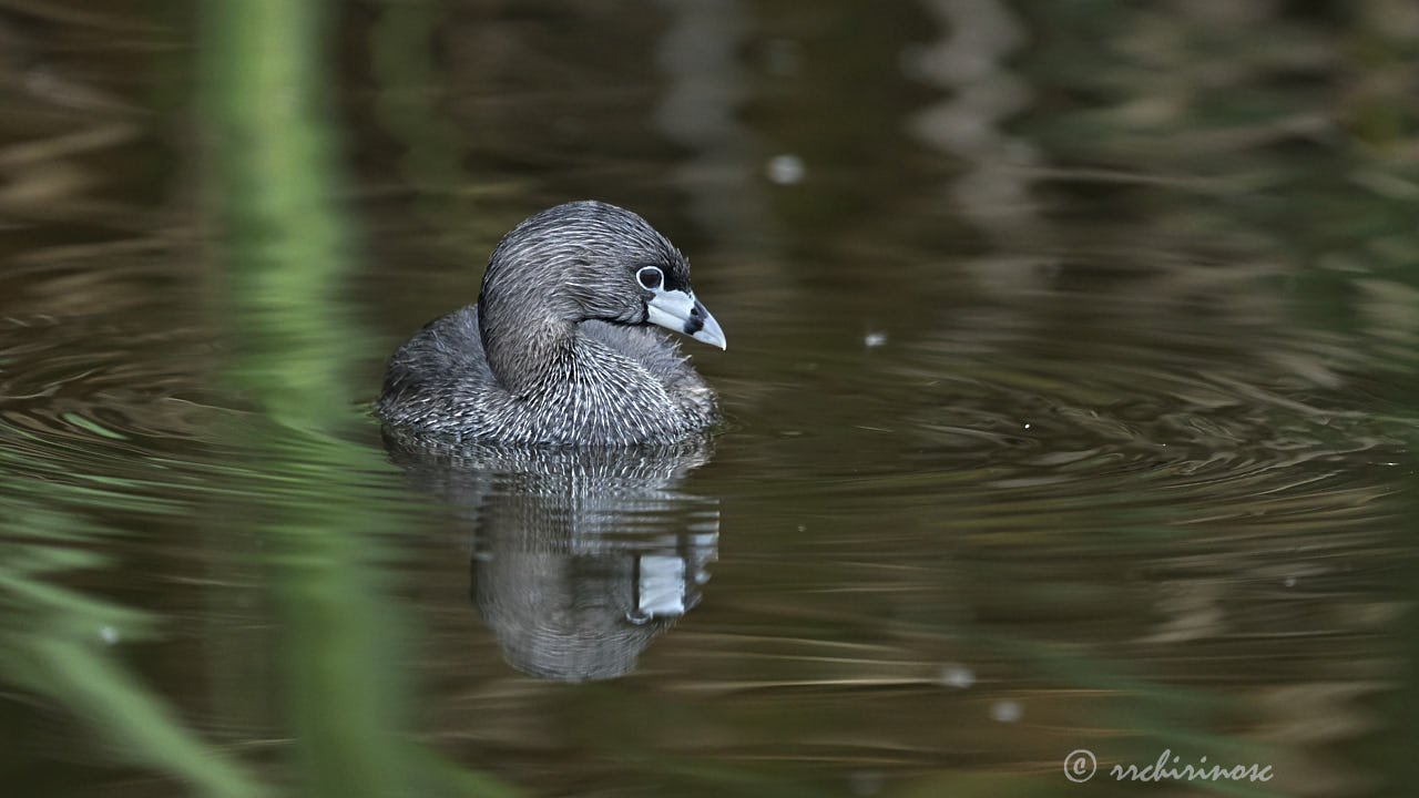 Pied-billed grebe