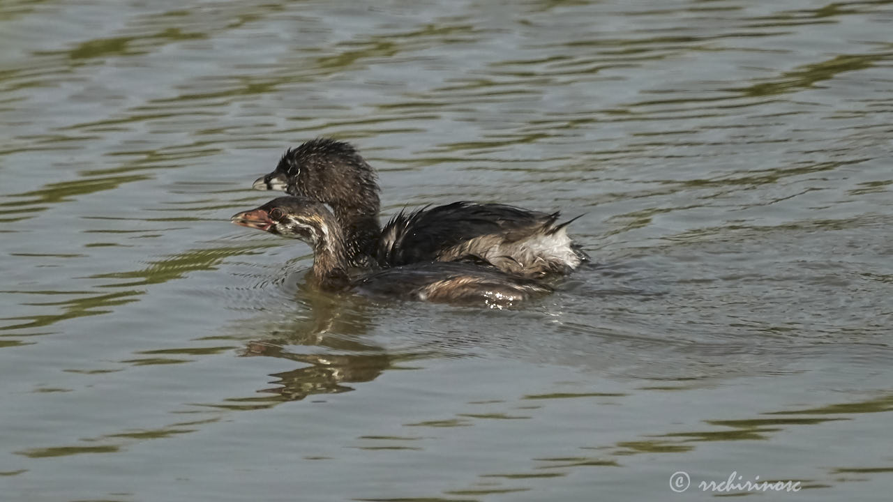 Pied-billed grebe