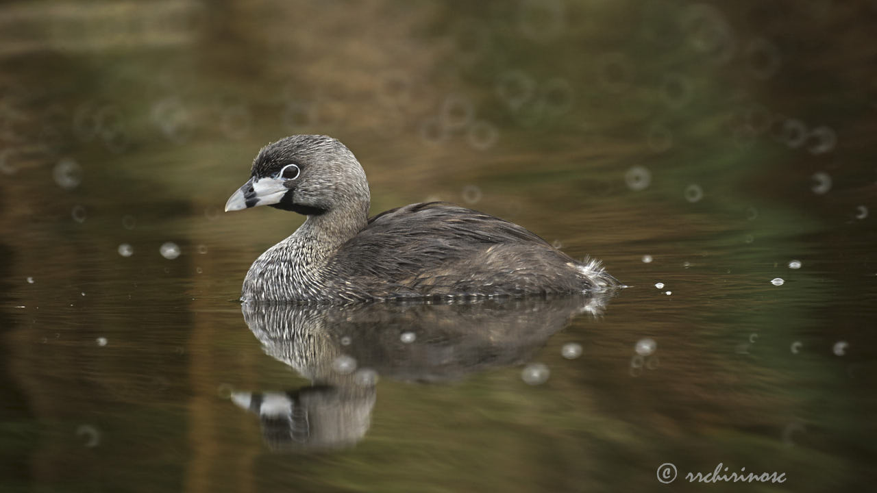 Pied-billed grebe