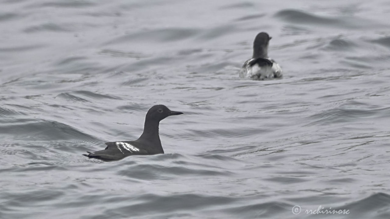 Pigeon guillemot