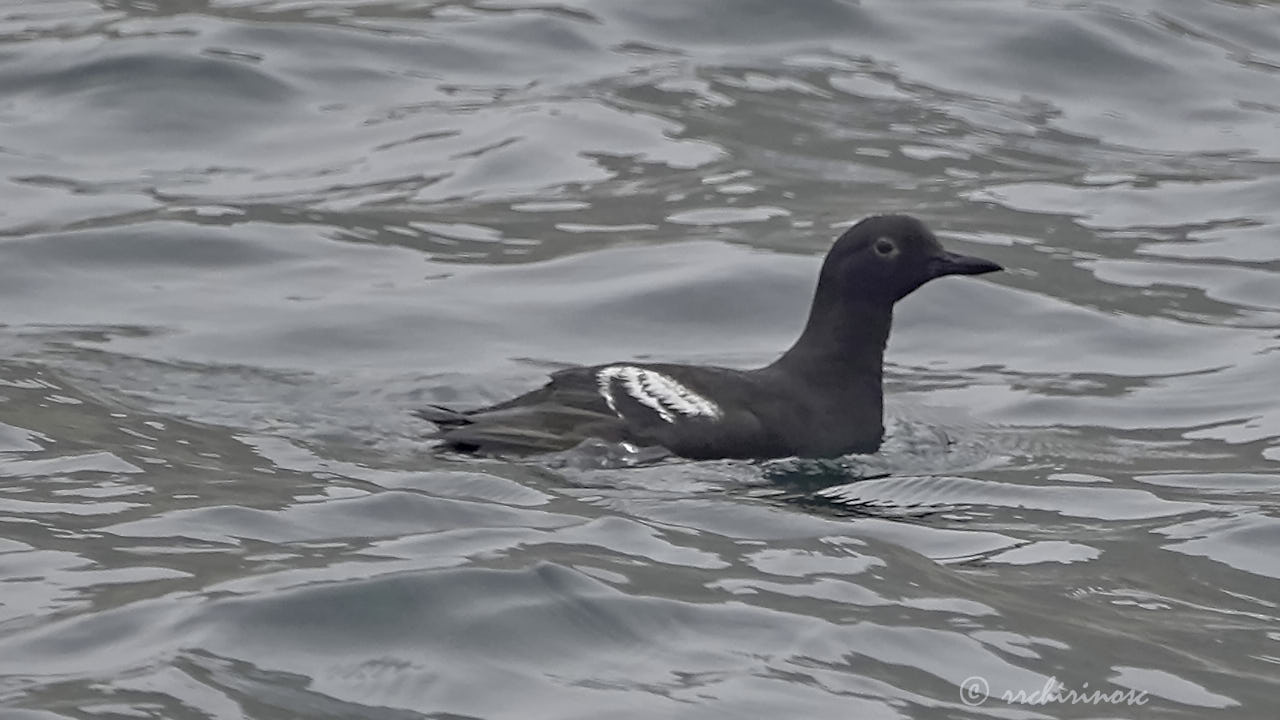 Pigeon guillemot