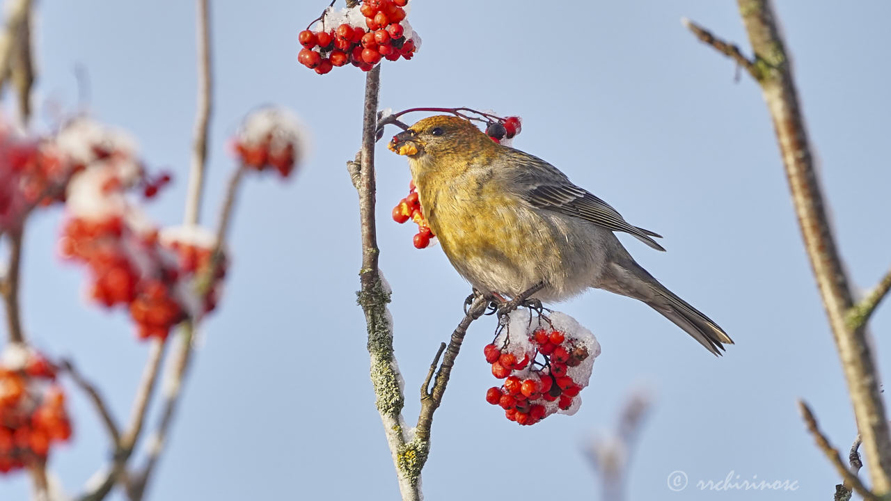 Pine grosbeak