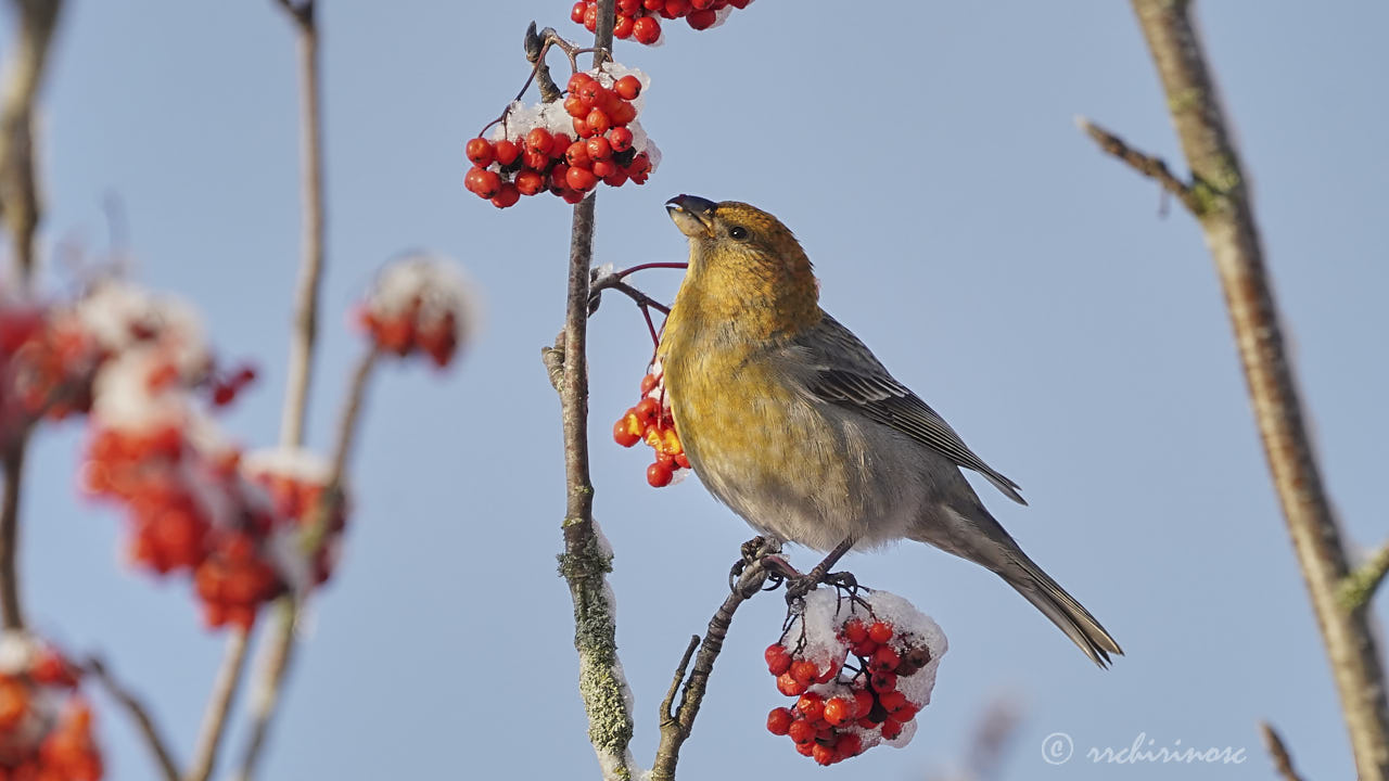 Pine grosbeak