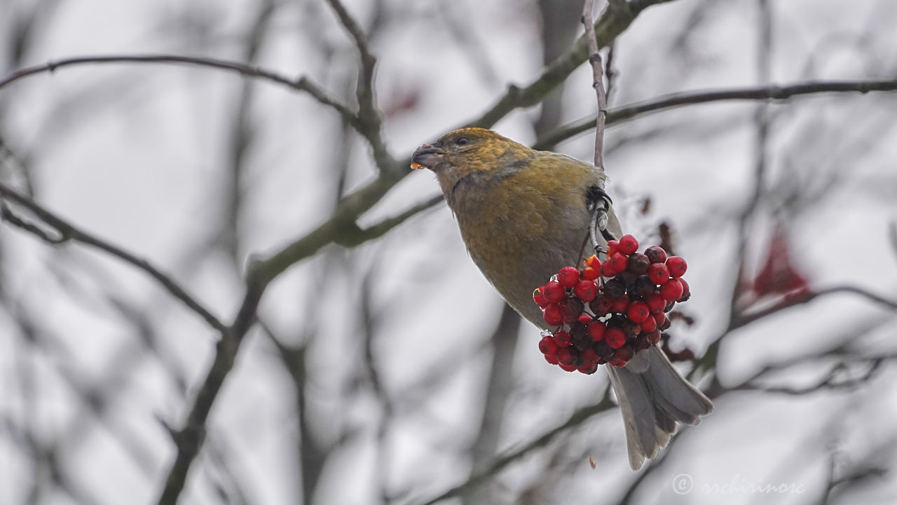 Pine grosbeak