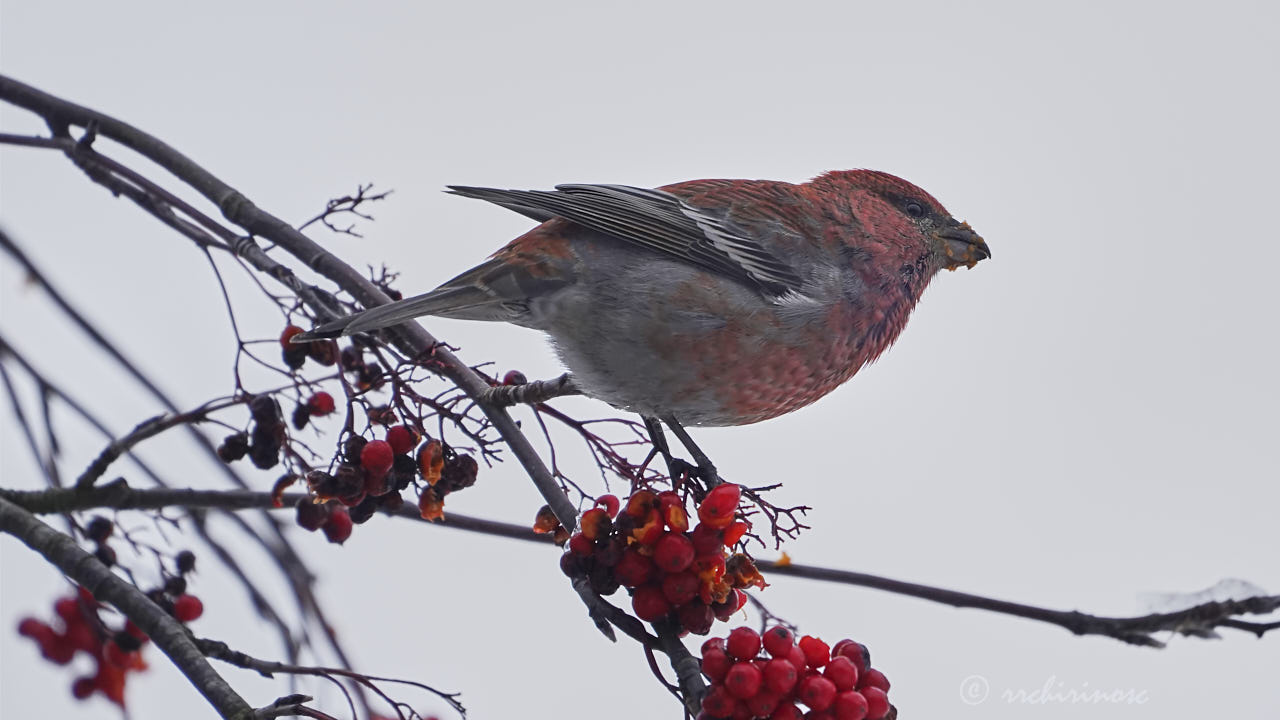 Pine grosbeak