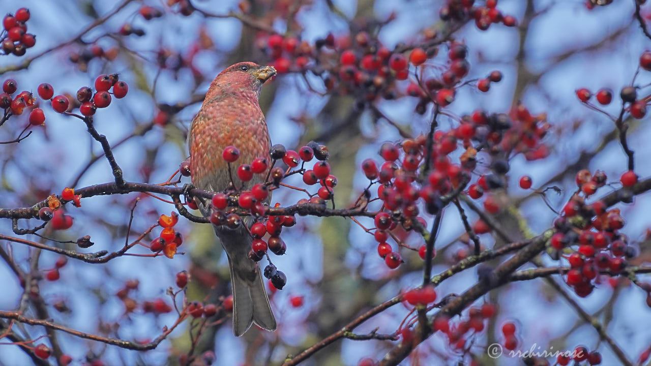 Pine grosbeak