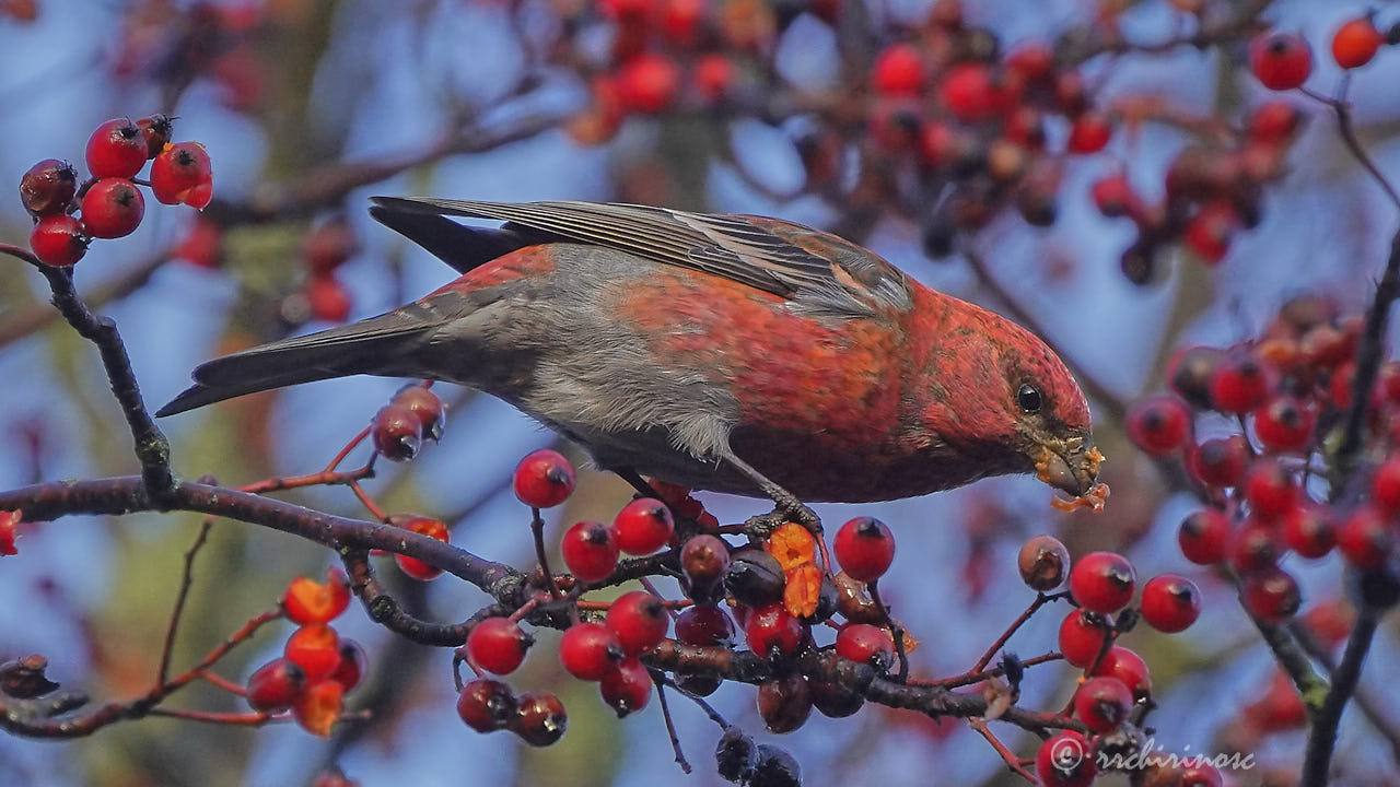 Pine grosbeak