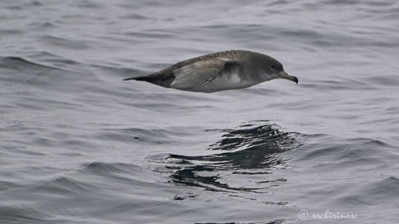 Pink-footed shearwater