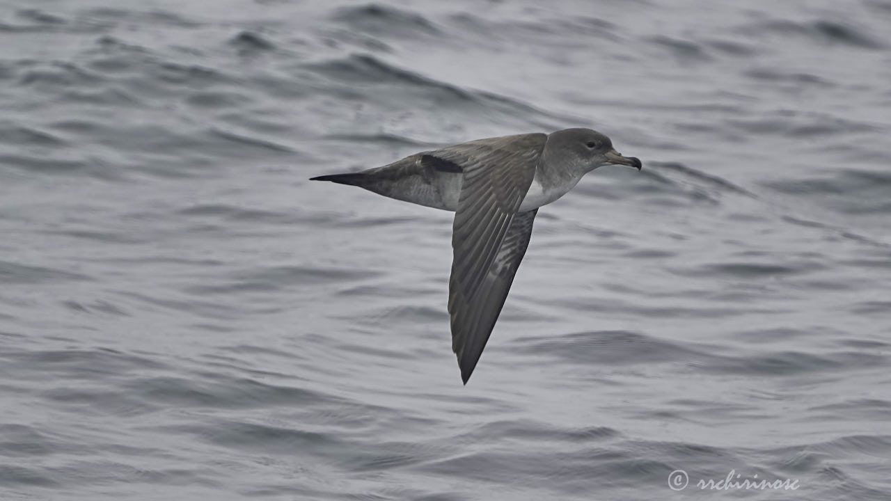 Pink-footed shearwater