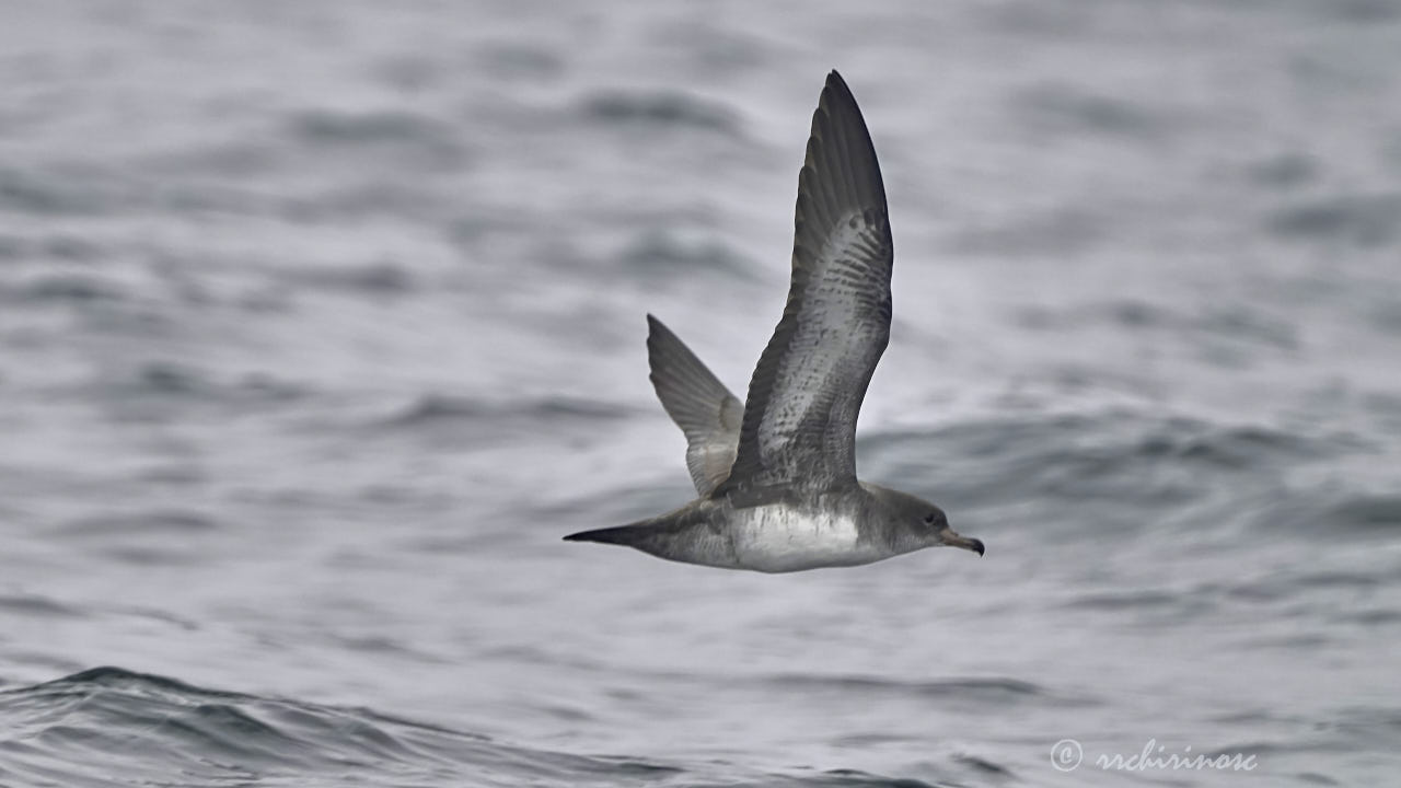 Pink-footed shearwater