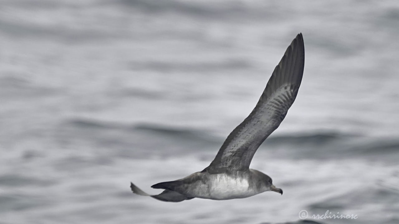 Pink-footed shearwater