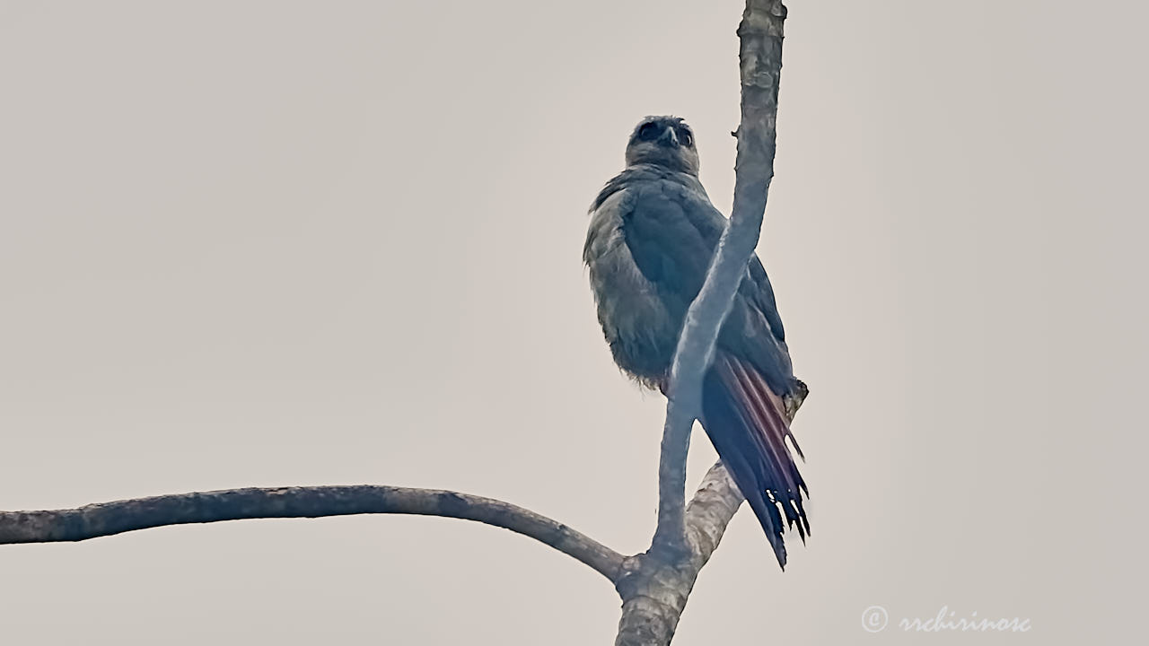 Plumbeous kite