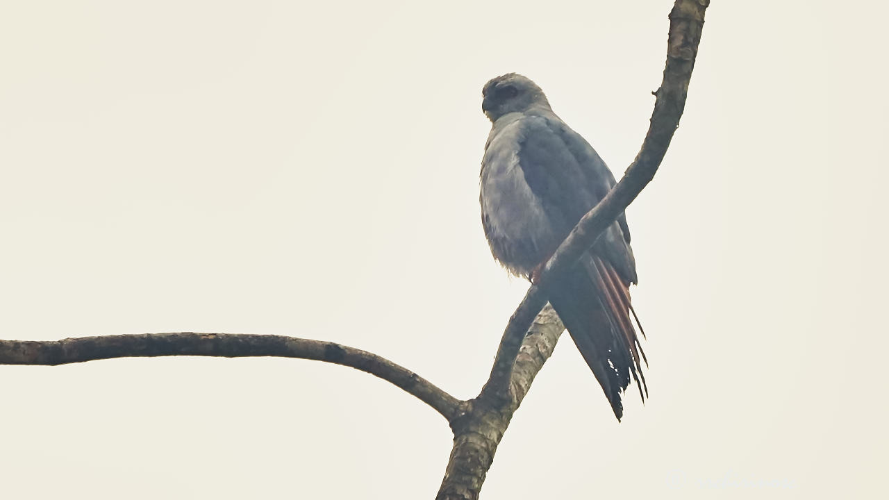 Plumbeous kite