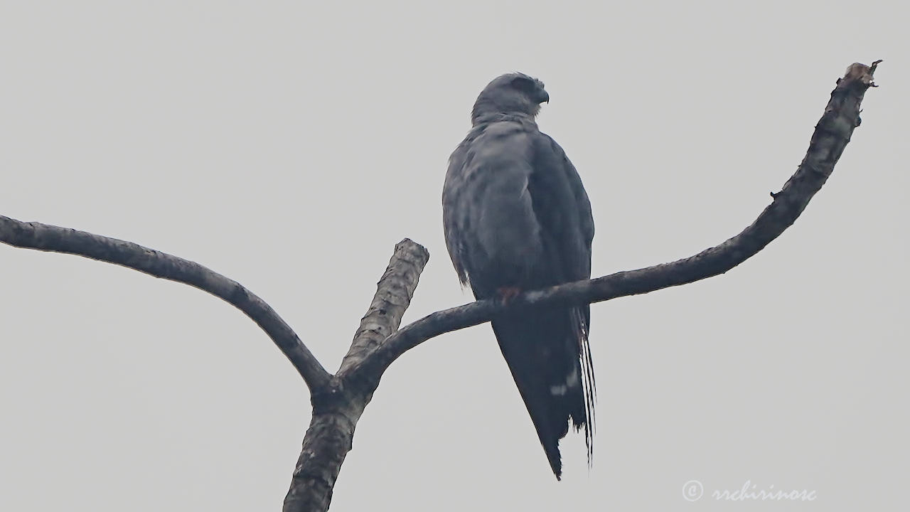 Plumbeous kite