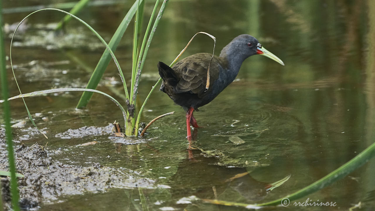 Plumbeous rail