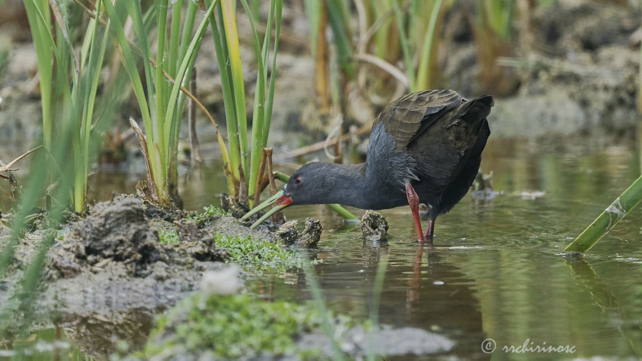 Plumbeous rail