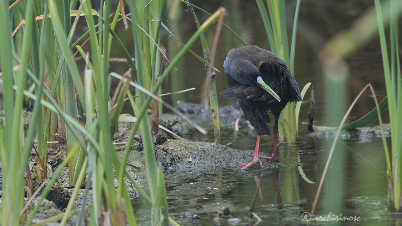 Plumbeous rail