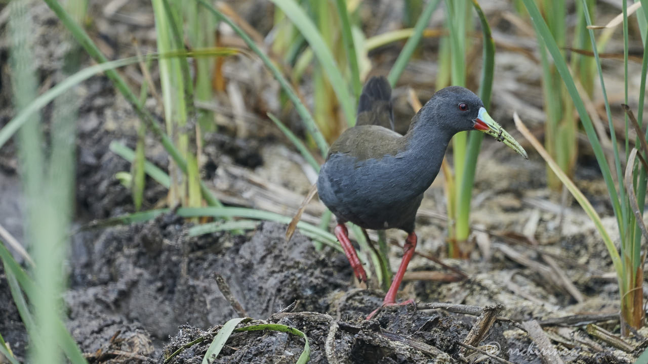 Plumbeous rail