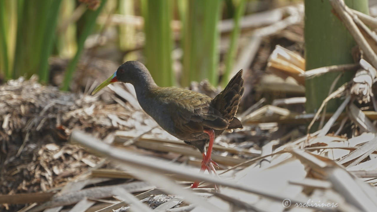 Plumbeous rail