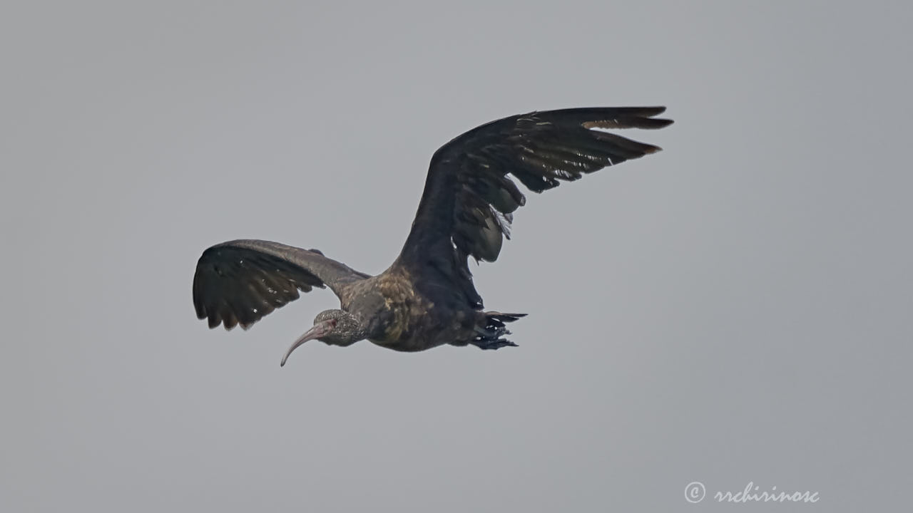 Puna ibis