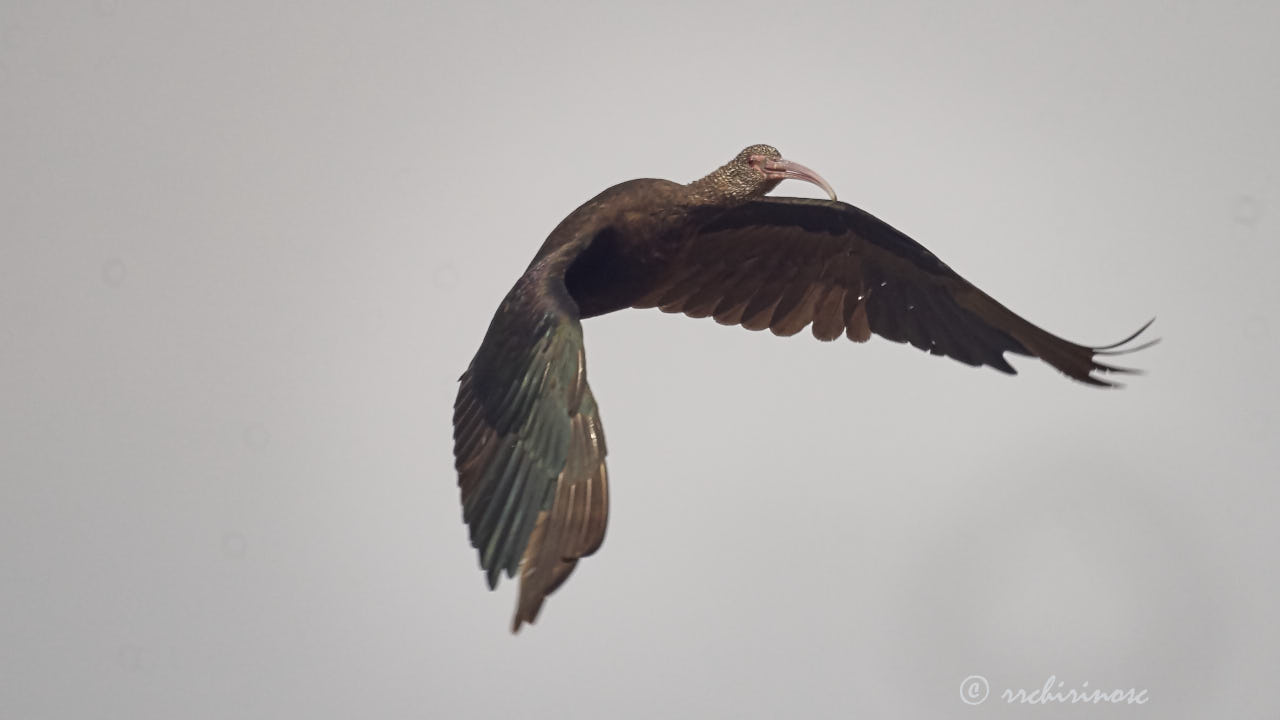 Puna ibis