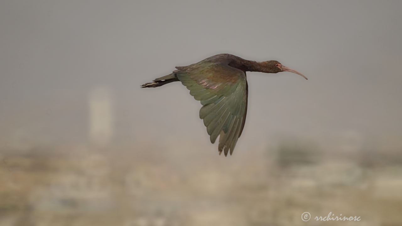 Puna ibis